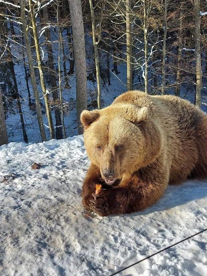 Готель Людмила Synevyr Bagian luar foto